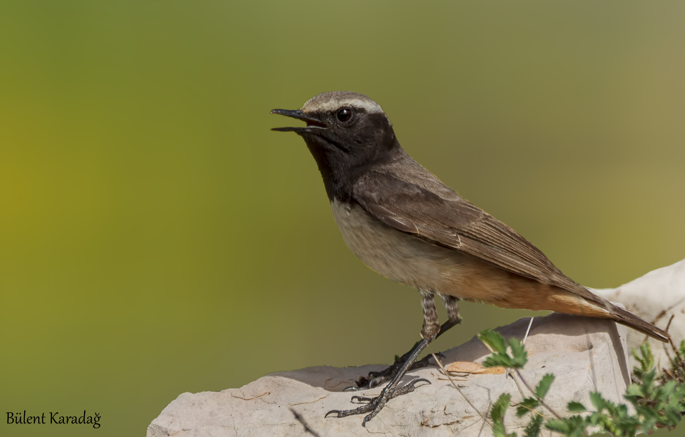 Kurdish Wheatear — Ana fotoğraf